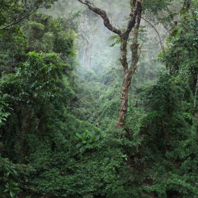 Botanical observation © Camilo Echavarría
