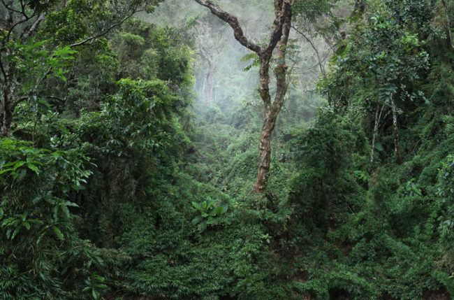 Botanical observation © Camilo Echavarría