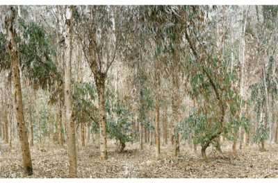 Copper Geographies — Transfer